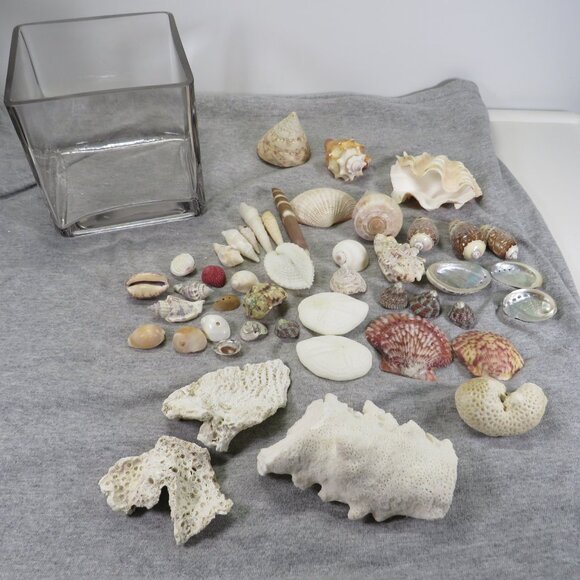 REAL Sea Shells & thick glass square vase 5" tall & wide OVER 4 POUNDS - Picture 2 of 16